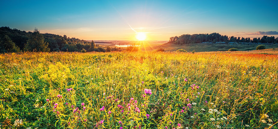 Bright sun rising over a meadow of Michigan wildflowers